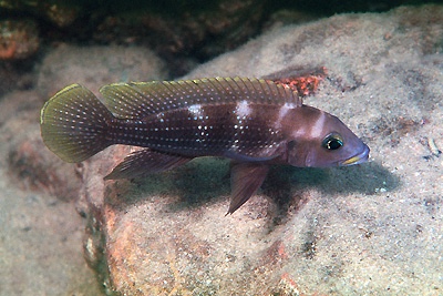 Neolamprologus tetracanthus 'Kasakalawe'